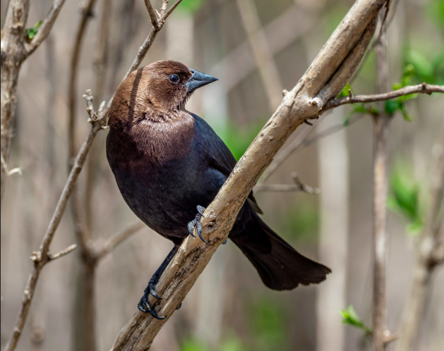 <p>Brown-headed Cowbird</p>