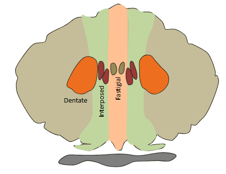 <p>There are three deep cerebellar nuclei, called fastigial, interposed and dentate.</p>