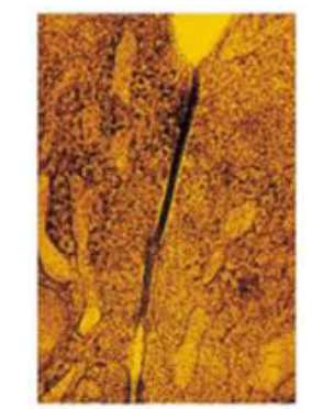 <p>Identifica la unión celular</p>