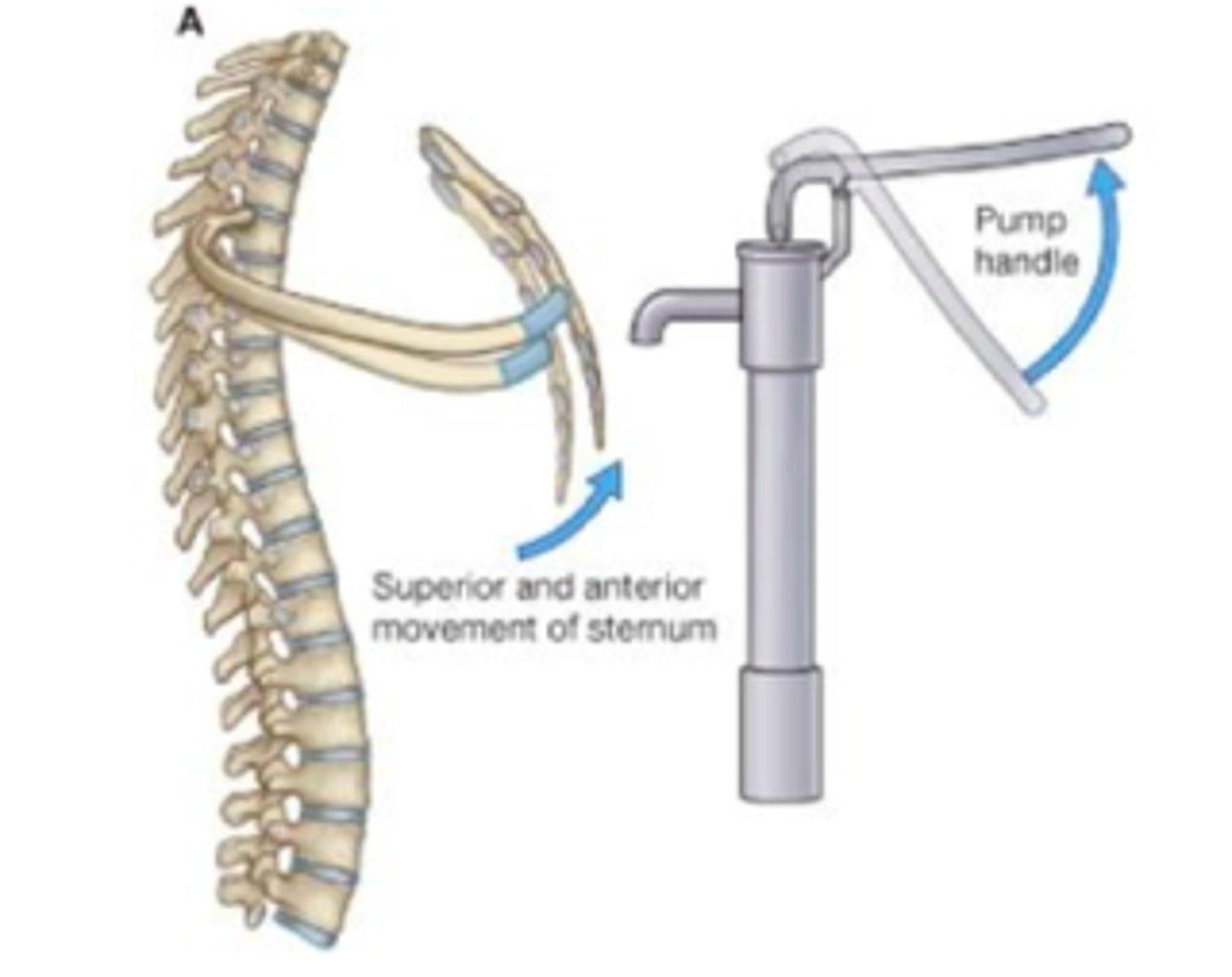 <p>mostly rotational, anterior movement in sagittal plane (pump handle), since the articular surfaces on the 1-6 ribs are convex</p>