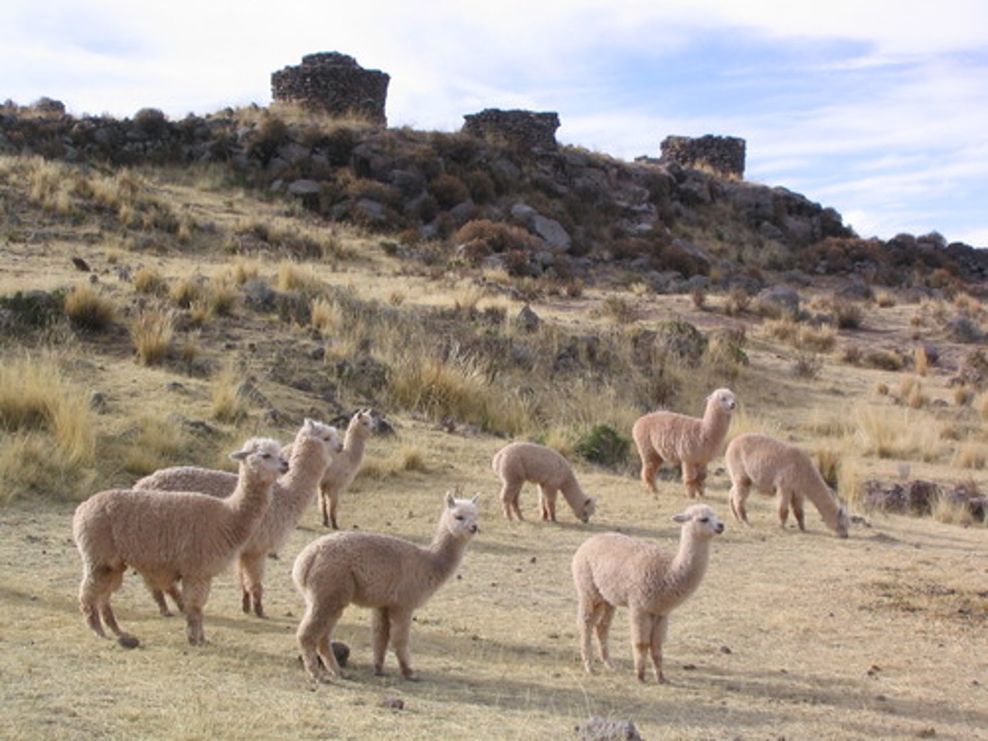 <p>colony (n) /ˈkɒləni/ English a group of animals living together</p>