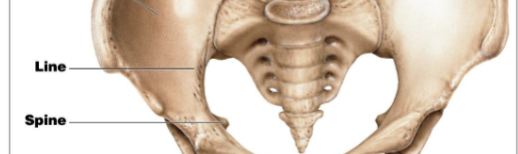 <p>A low ridge more delicate than a crest.</p>