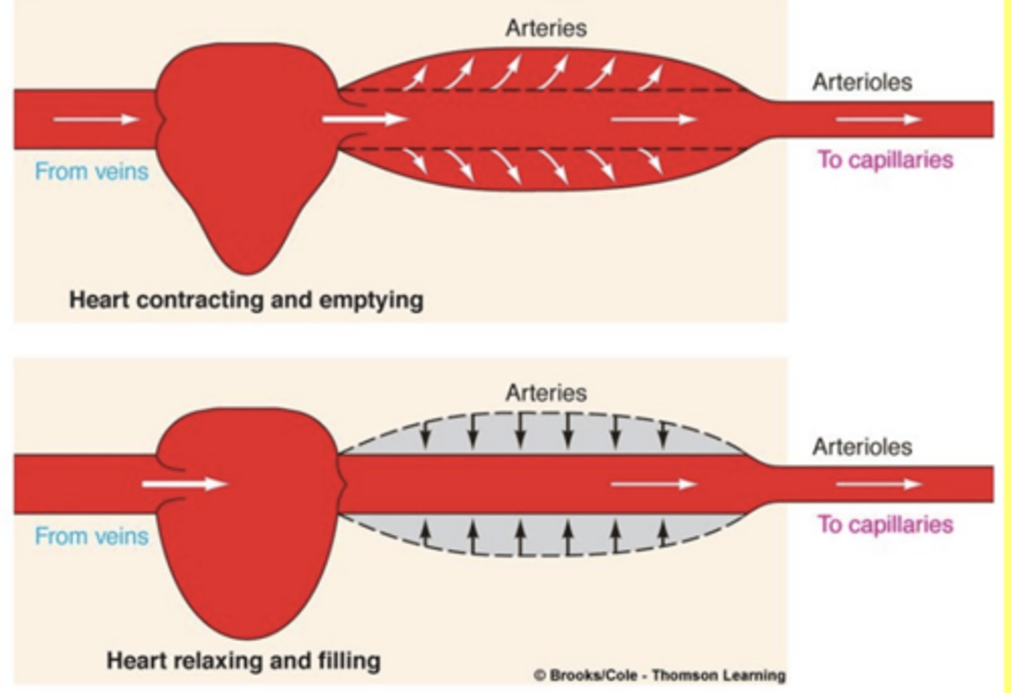 <p>elastic properties</p><p>(its not contracting it is elastic)</p>