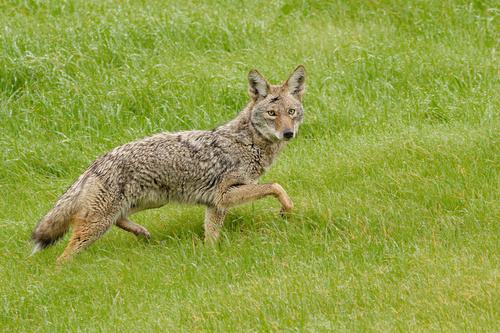 <p><strong>Canis latrans (Coyote)</strong></p>