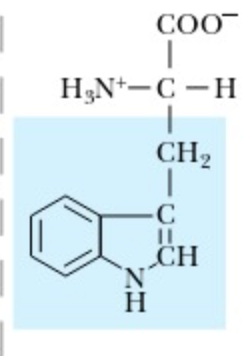 <p>Tryptophan</p>