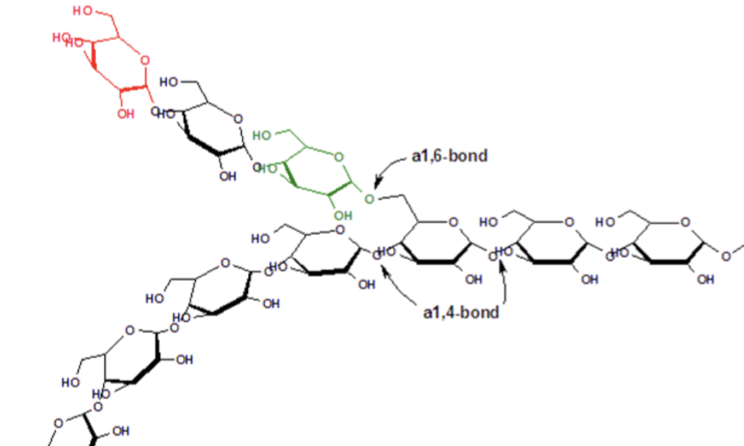 <p>Stored as <strong>glycogen</strong>, a large molecule made of <strong>glucose units</strong>.</p>