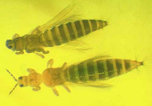 <p>Thrips</p>