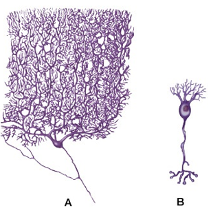<p>Compared with neuron B, neuron A would be more likely to?<br><br>a. communicate information over a short distance.<br>b. collect information from more cells.<br>c. depolarize after receiving an action potential.<br>d. process information more quickly from a single synapse.</p>