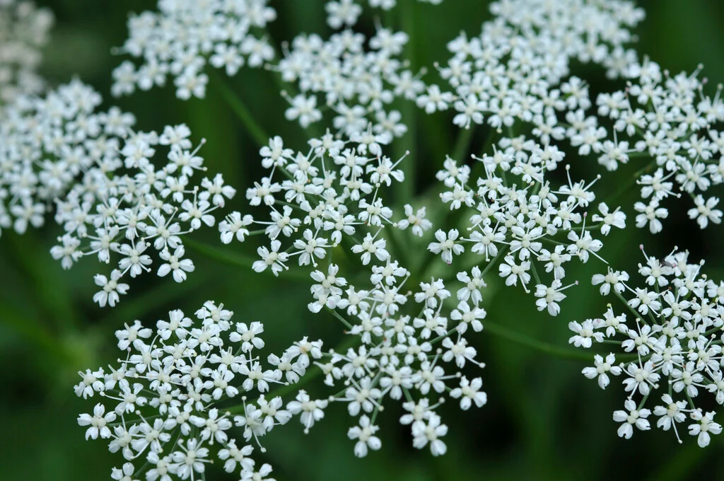 <p>Ground Elder - <em>Aegopodium podagraria</em></p>