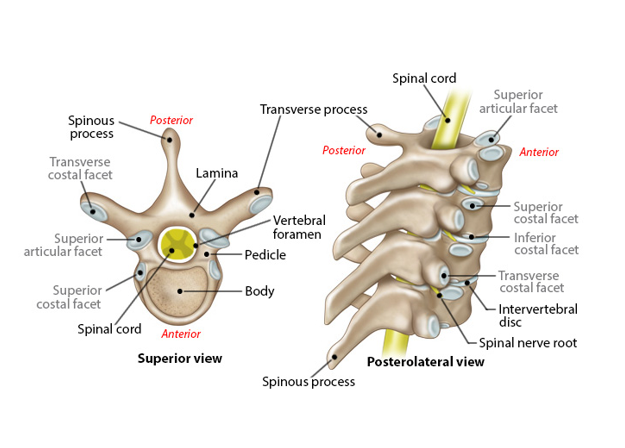 <p>-space between the body &amp; arch</p><p>-make up the vertebral canal</p>