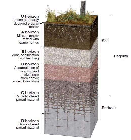 <p>soil profile of unweathered parent material,transition between soil and vadose zone </p>