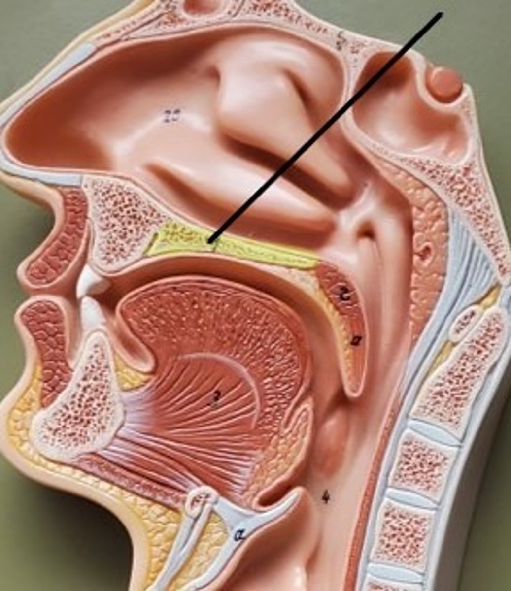 <p>ID the Structure (bone)</p>