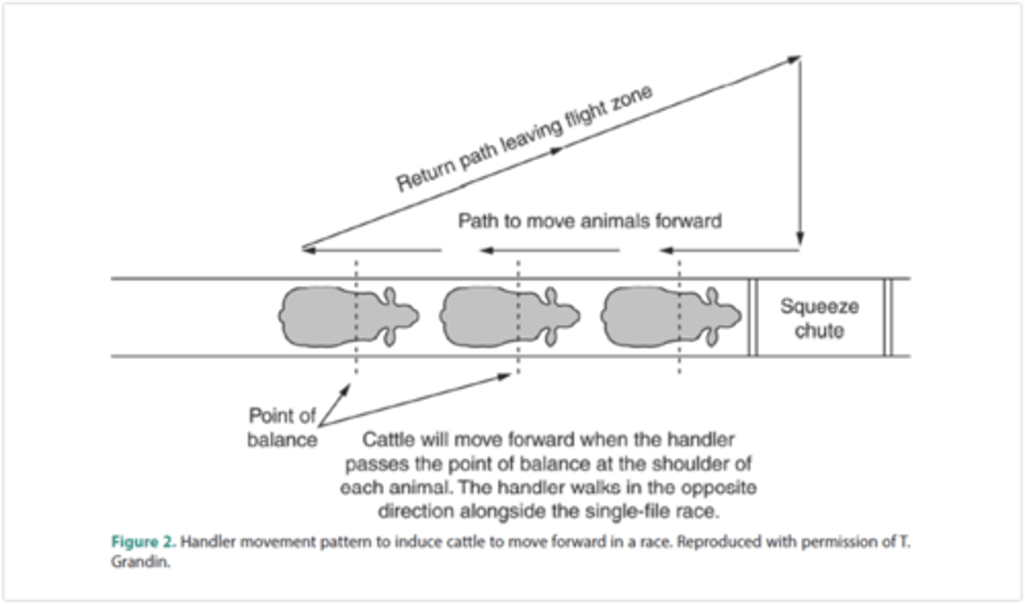 <p>move behind cattle so as cattle go up shoot, the handler walks down the shoot</p>
