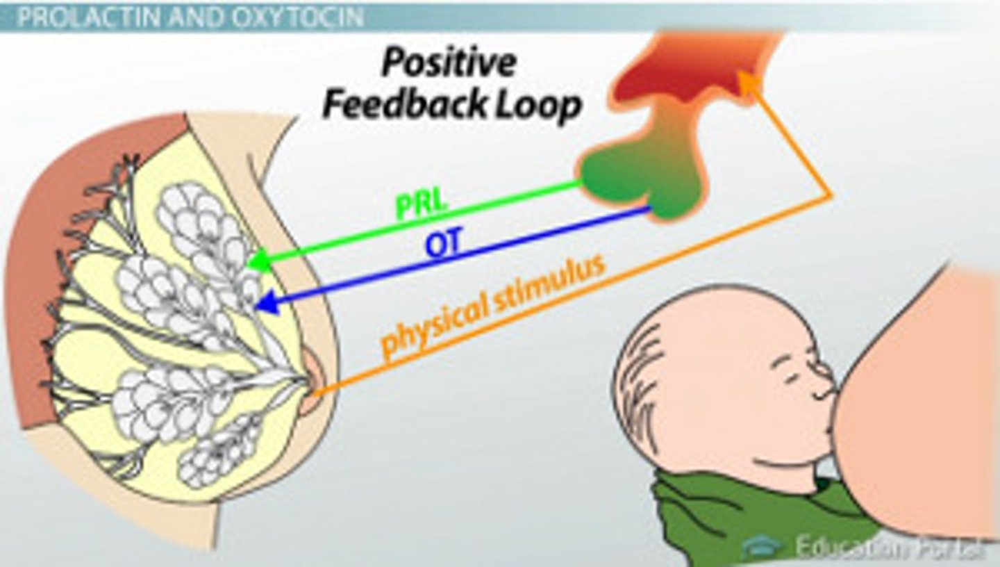 <p>Петля зворотнього зв'язку</p>