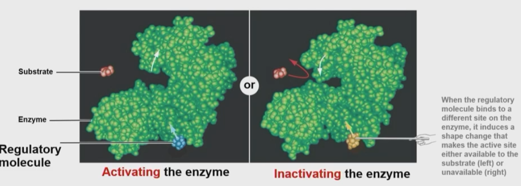 <ul><li><p>Can be both positive and negative</p></li><li><p>Also called allosteric regulation which occurs when a regulatory molecule binds away from the active site</p><ul><li><p>This can activate or inactivate the enzyme by changing its confirmation</p></li><li><p>It cannot be overcome by excess substrate since the regulator binds away from the active site</p></li><li><p>Allosteric effectors bind at sites other than the active site, or regulatory site</p></li><li><p>It alters properties of enzyme function and certain non-competitive inhibitors can affect Km, but most do not</p></li><li><p>It will always affect Vmax</p></li></ul></li></ul><p></p>
