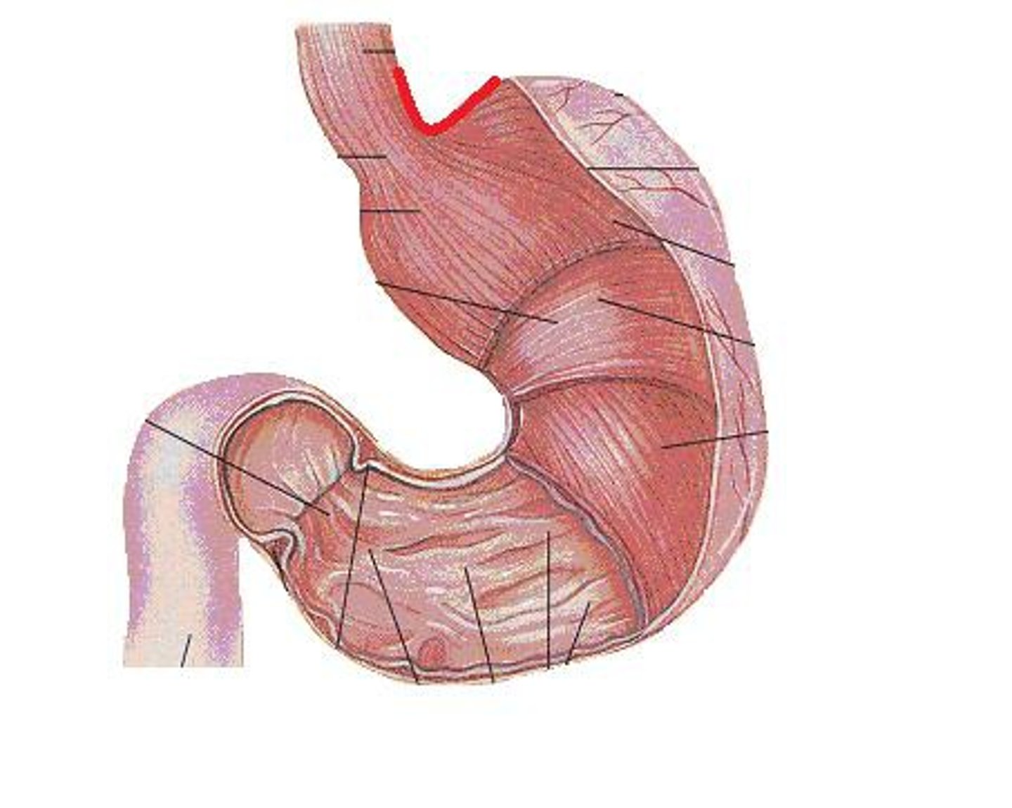 <p>stomach</p>