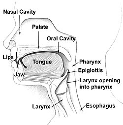 <p>Throat</p><p>Muscular passageway for food and air</p><p>Uvula is found here</p><p>Tonsils are found here</p>