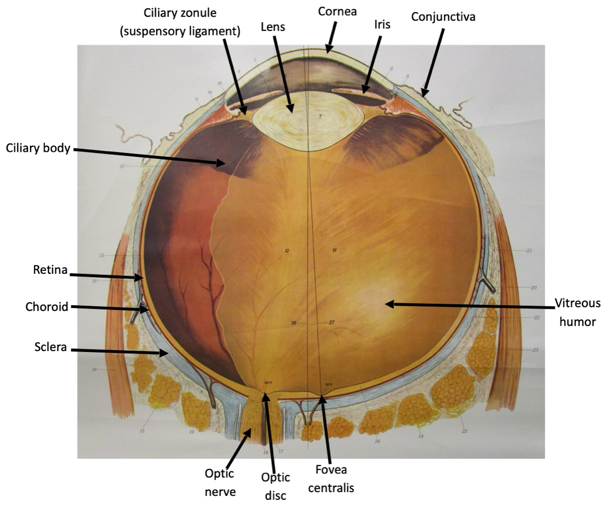 <p><span>a fibrous connective tissue structure that supports and suspends an organ or body part</span></p><p></p>