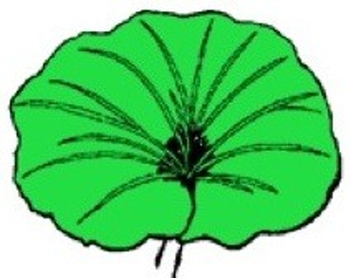 <p>Shape - Orbicular</p><p>Margin - Undulate</p><p>Venation - Pinnate (This is a tough one. You might think it's parallel, but there is actually a vein in the middle, from which the other veins sprout. )</p>