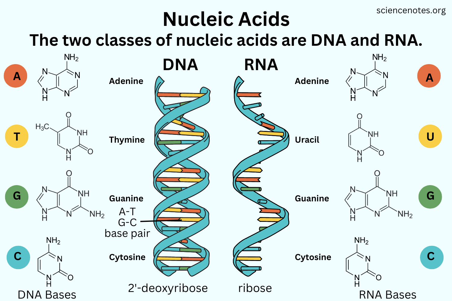 <p>Deoxyribonucleic acid (DNA), Ribonucleic acid (RNA),</p>