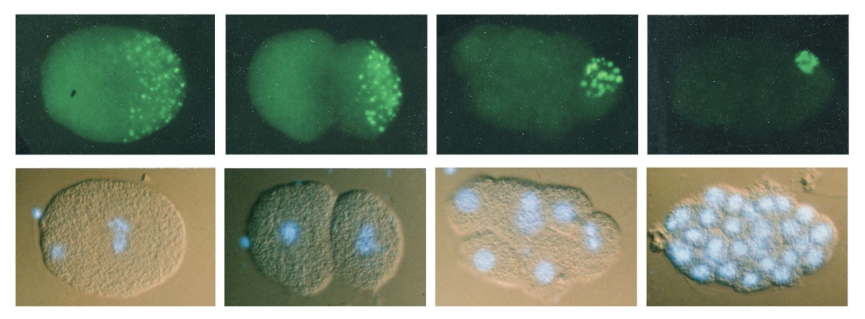 <ul><li><p>into germ cells→ future gametes</p></li></ul><p></p>