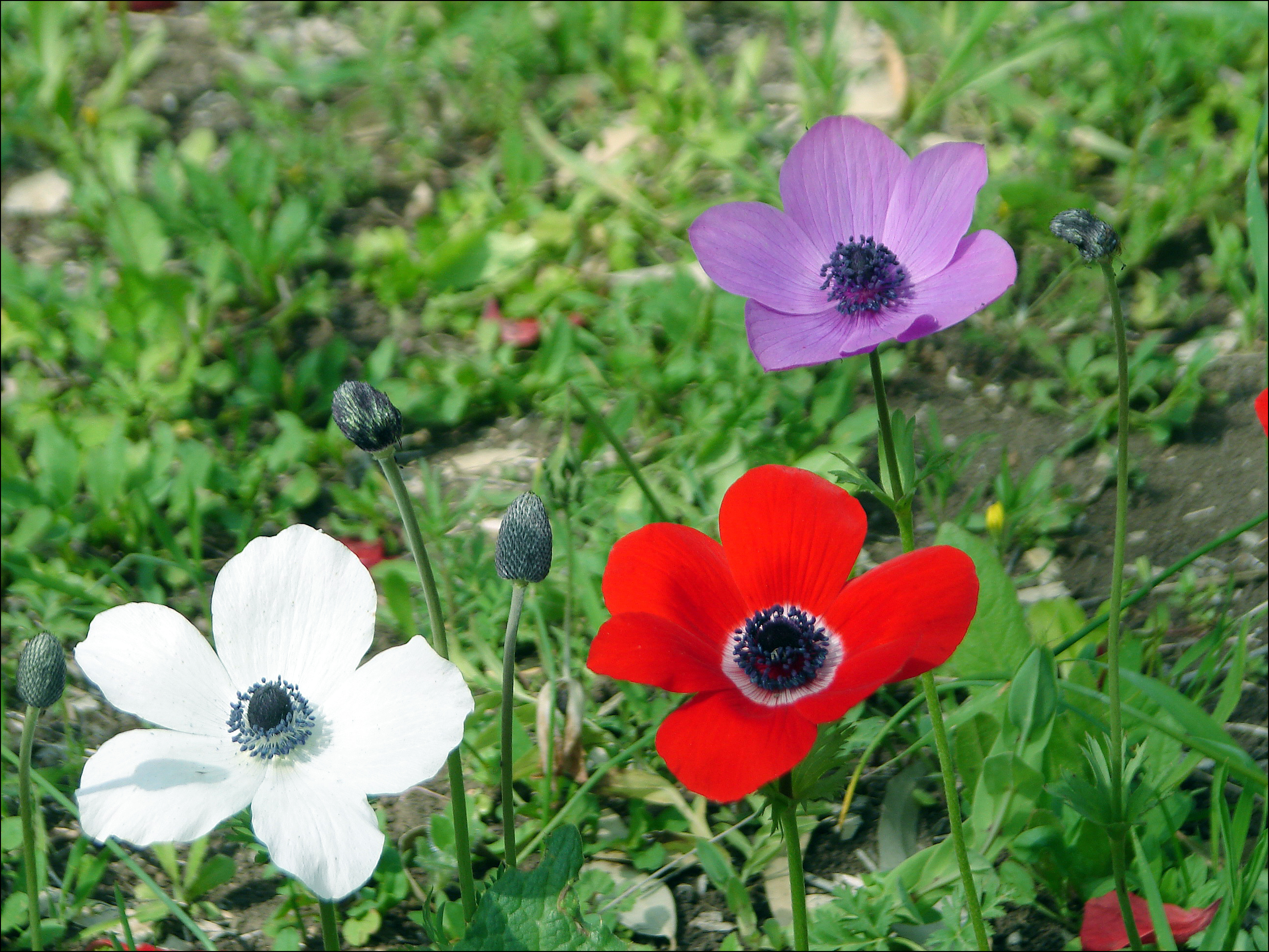 <p><img src="https://www.planetnatural.com/wp-content/uploads/2024/02/Anemone-Flower.jpg" alt="How to Plant, Grow, and Care for Anemone Flower (Windflower)"></p>