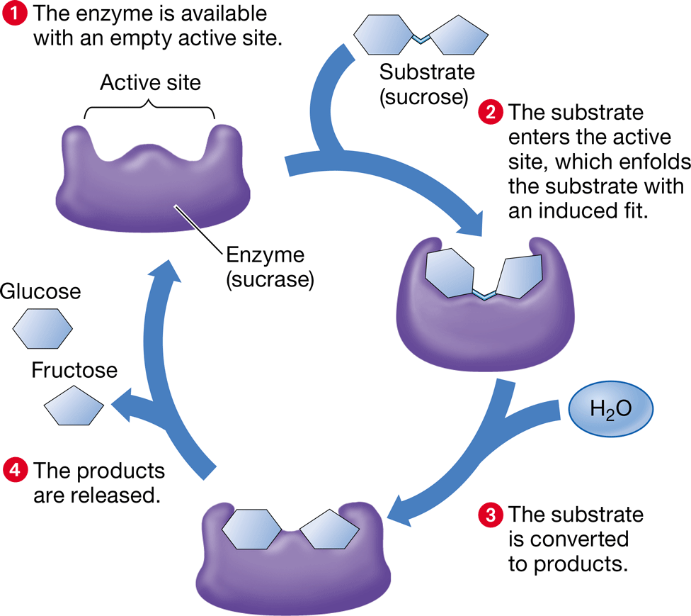 <p>-protein that carries out sequential reactions within the membrane</p><p>-changes the rate of a chemical reaction without being consumed by it</p><p>-organic catalyst</p>