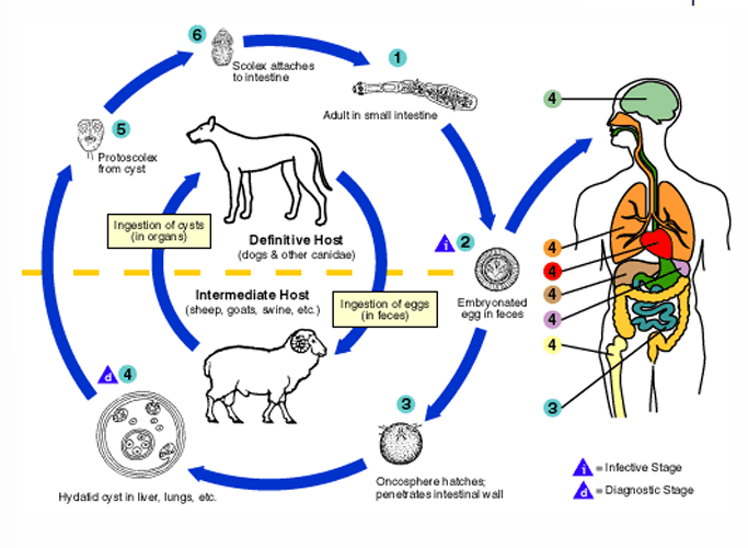 <p>Eating food contaminated by excreta of dogs</p>