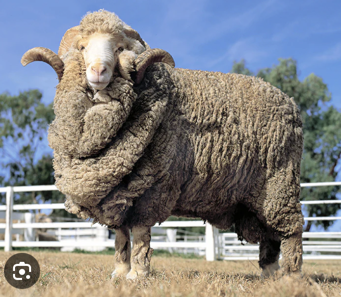<ul><li><p>developed in vermont</p></li><li><p>very heavy, wrinkly hide</p></li><li><p>angular form</p></li><li><p>little carcass value</p></li><li><p>not advocated for commercial lamb and wool production</p></li></ul><p></p><p></p>