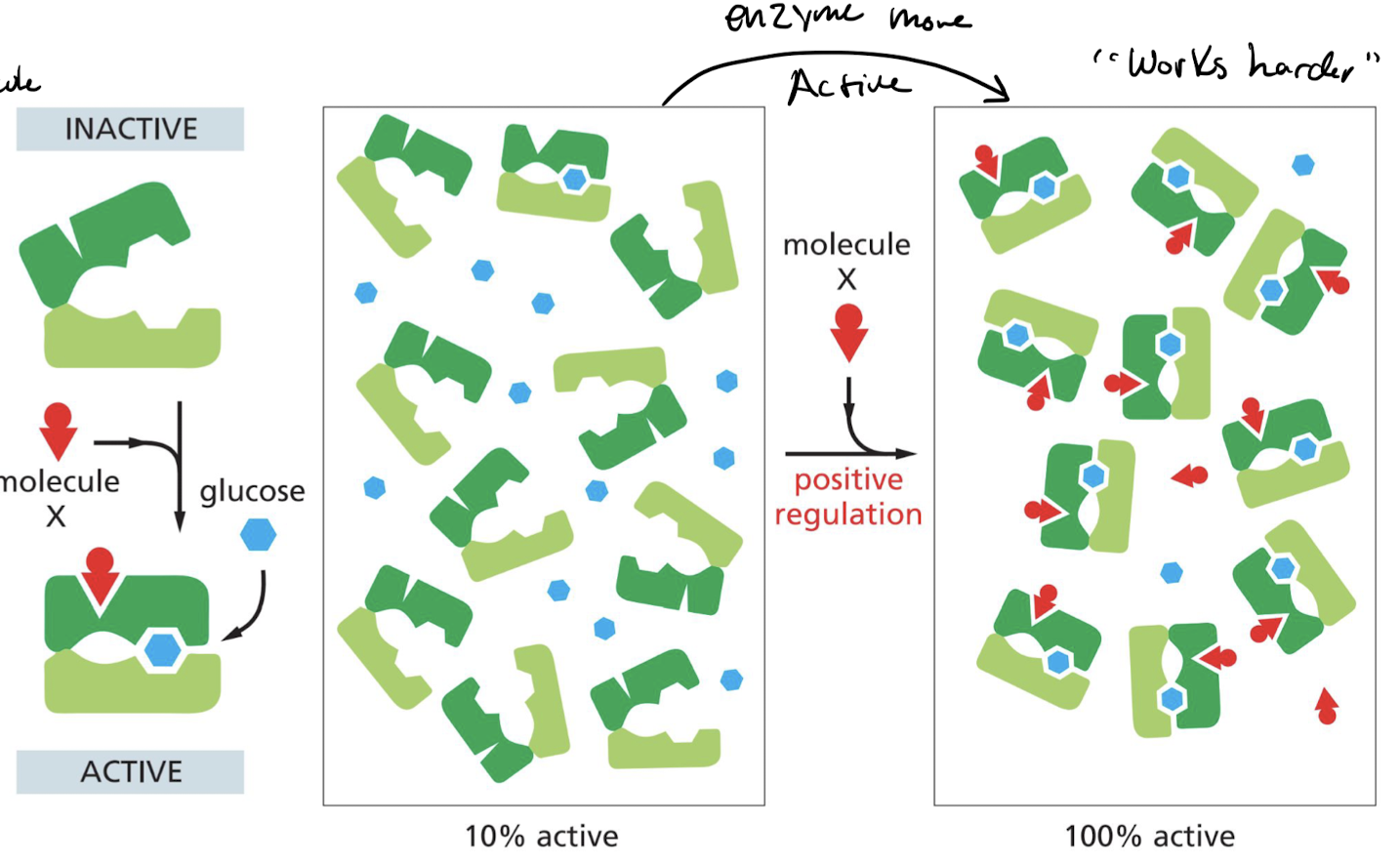Binding of regulatory molecule **increases** the affinity of the protein to the substrate.