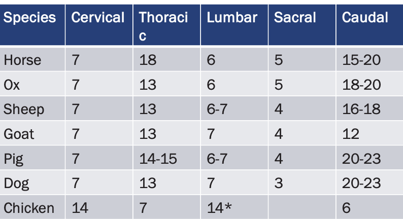 <p><strong><u>CERVICAL:</u></strong></p><ul><li><p>Horse, Ox, Sheep, Goat, Pig, Dog: 7</p></li><li><p>Chicken: 14</p></li></ul><p><strong><u>THORACIC:</u></strong></p><ul><li><p>Horse: 18</p></li><li><p>Ox, Sheep, Goat, Dog: 13</p></li><li><p>Pig: 14-15</p></li><li><p>Chicken: 7</p></li></ul><p><strong><u>LUMBAR:</u></strong></p><ul><li><p>Horse, Ox: 6</p></li><li><p>Sheep, Pig: 6-7</p></li><li><p>Goat, Dog: 7</p></li><li><p>Chicken: 14</p></li></ul><p><strong><u>SACRAL</u></strong></p><ul><li><p>Horse, Ox: 5</p></li><li><p>Sheep, Goat, Pig: 4</p></li><li><p>Dog: 3</p></li></ul><p><strong><u>CAUDAL:</u></strong></p><ul><li><p>Horse: 15-20</p></li><li><p>Ox: 18-20</p></li><li><p>Sheep: 16-18</p></li><li><p>Goat: 12</p></li><li><p>Pig, Dog: 20-23</p></li><li><p>Chicken: 6</p></li></ul><p></p>