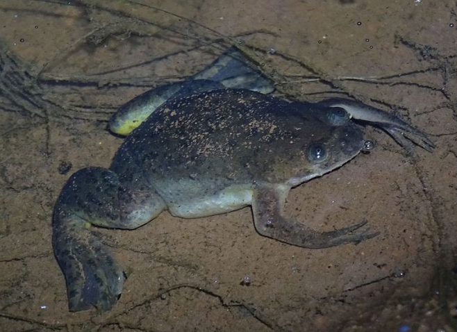 <p></p><p></p><p><strong><u>Distribution:</u></strong></p><ul><li><p>Africa and South America</p></li></ul><p><br><strong><u>Traits:</u></strong></p><ul><li><p>Flat</p></li><li><p>completley aquatic</p></li><li><p>long legs</p></li><li><p>webbed toes with claws</p></li><li><p>lack tongues</p></li><li><p>modified ears</p></li><li><p>laryngeal apparatus</p></li></ul><p></p><p><strong><u>Larval Type:</u></strong></p><p>I</p>