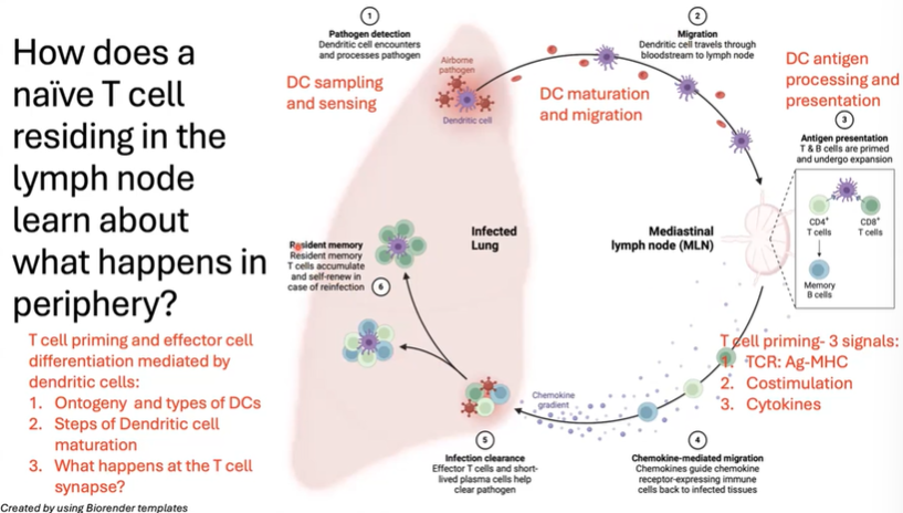 <ul><li><p>The process begins with <strong>dendritic cell (DC)</strong> sampling and sensing in the periphery.</p></li><li><p>Upon detecting <strong>pathogens</strong> or <strong>danger signals</strong>, the DC matures and migrates to the <strong>lymph node</strong>.</p></li><li><p>In the lymph node, it presents antigens to both <strong>CD4</strong> and <strong>CD8 T cells</strong>. Activation requires three signals:</p><ul><li><p><strong>TCR/MHC interaction</strong></p></li><li><p><strong>Costimulation</strong></p></li><li><p><strong>Cytokine signaling</strong></p></li></ul></li><li><p>Once primed, the T cell <strong>proliferates</strong> and follows a <strong>chemokine gradient</strong> to the infected tissue.</p></li><li><p>The end result is the establishment of <strong>resident memory T cells</strong> at the infection site and in secondary lymphoid organs like the <strong>spleen</strong> and <strong>lymph nodes</strong>.</p></li></ul><p></p>