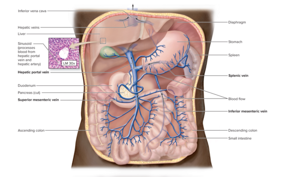 <p>Blood flow in the Hepatic portal system</p>