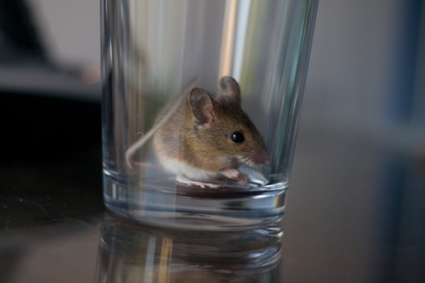 <p>Two dominant Agouti alleles, pheomelanin produced</p>