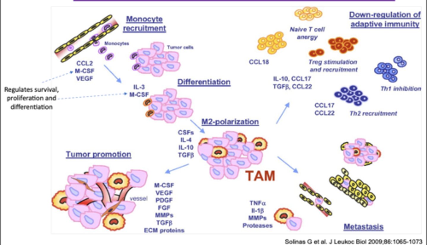 <p>key cells that promote tumor survival</p><p>secrete substances like chemokines to promote metastasis</p><p>support inflammation to allow cancer to thrive</p>