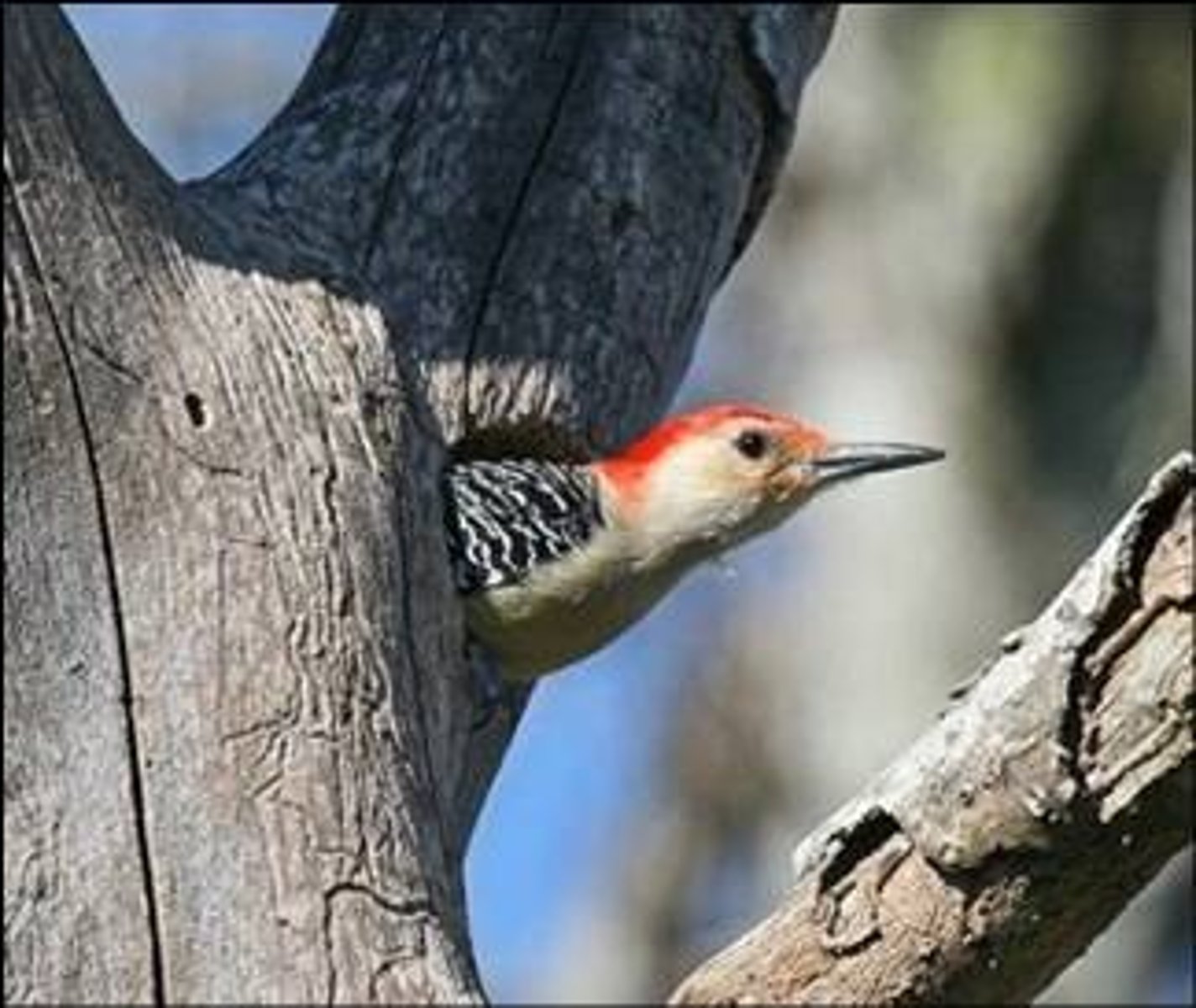 <p>(n) người ở 1 nơi nào đó, người chiếm giữ</p>