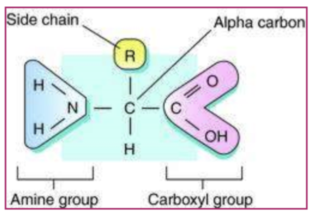 <ul><li><p>amine </p></li><li><p>carboxylic acid functional group (carboxyl) </p></li><li><p>Attached to the same carbon (alpha carbon) </p></li></ul><p></p>