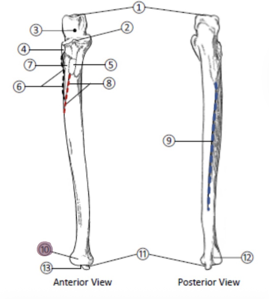 <p>On the Distal end of the Ulna, which part is highlighted (10)?</p>