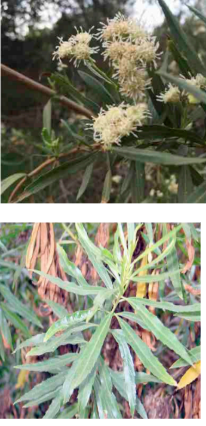 <ul><li><p>Riparian zone</p></li><li><p>jagged leaves, both sides are green</p></li><li><p>male flowers are smaller clusters</p></li><li><p>female flowers make a cotton-like matrix</p></li></ul><p></p>