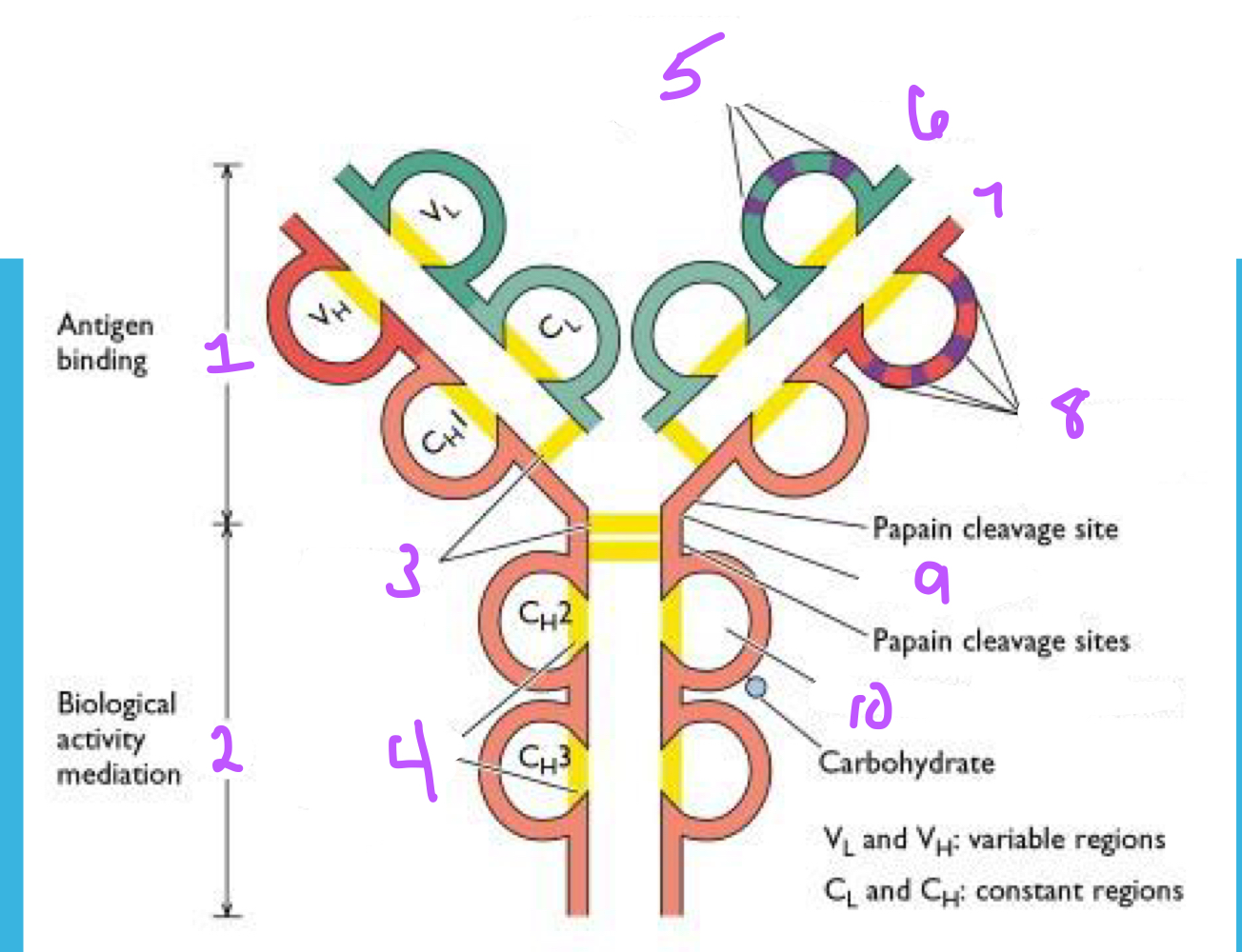 <p>Identify the following structures of the antibody.</p>