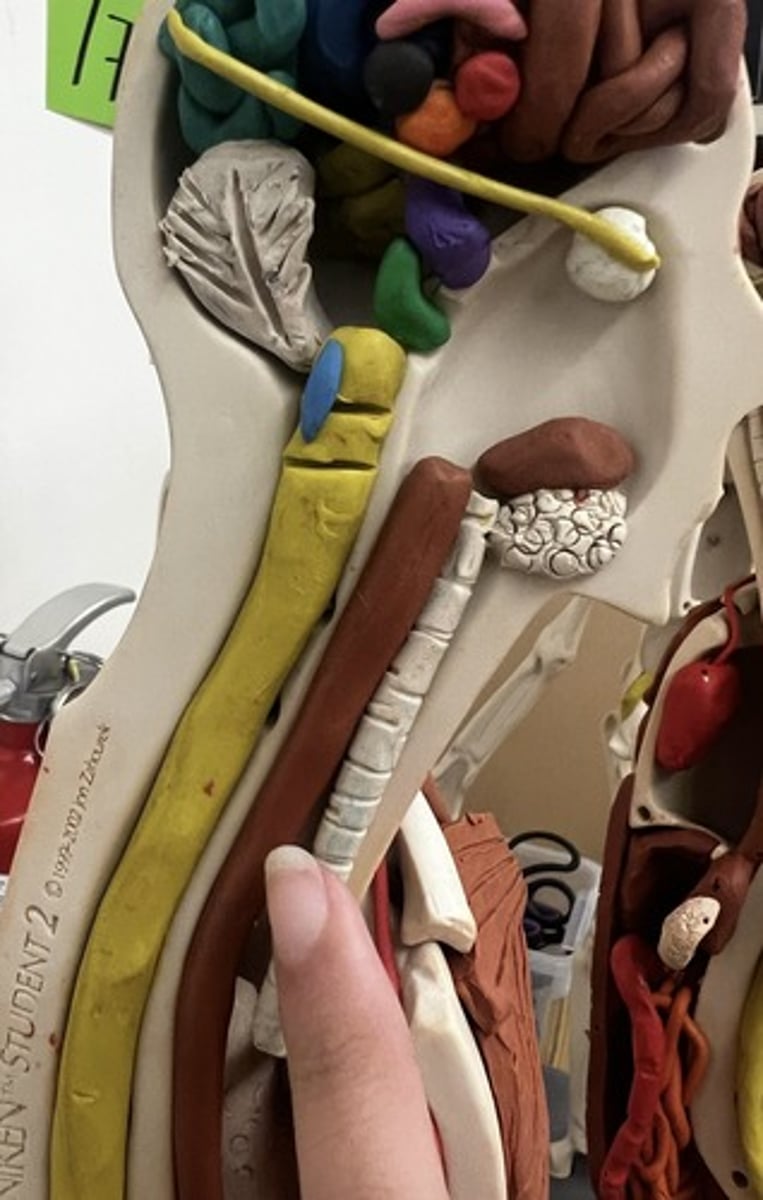<p>a muscular tube that connects the mouth to the stomach.</p>