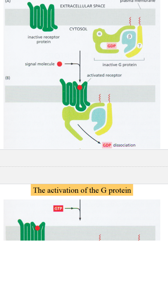 <p>a membrane-bound protein complex with three subunits</p><p>activated by GTP</p><p>when inactive, all three subunits are associated, alpha subunit has a GDP bound to it</p><p>when receptor is activated, G protein binds to it:</p><p>GDP dissociates from alpha-subunit, replaced with GTP</p><p>alpha-subunit dissociates from beta and gamma subunits</p><p>beta and gamma subunits remain associated and act as a single unit (beta-gamma complex)</p><p>both alpha-subunit and beta-gamma complex are active, can interact with different targets</p>