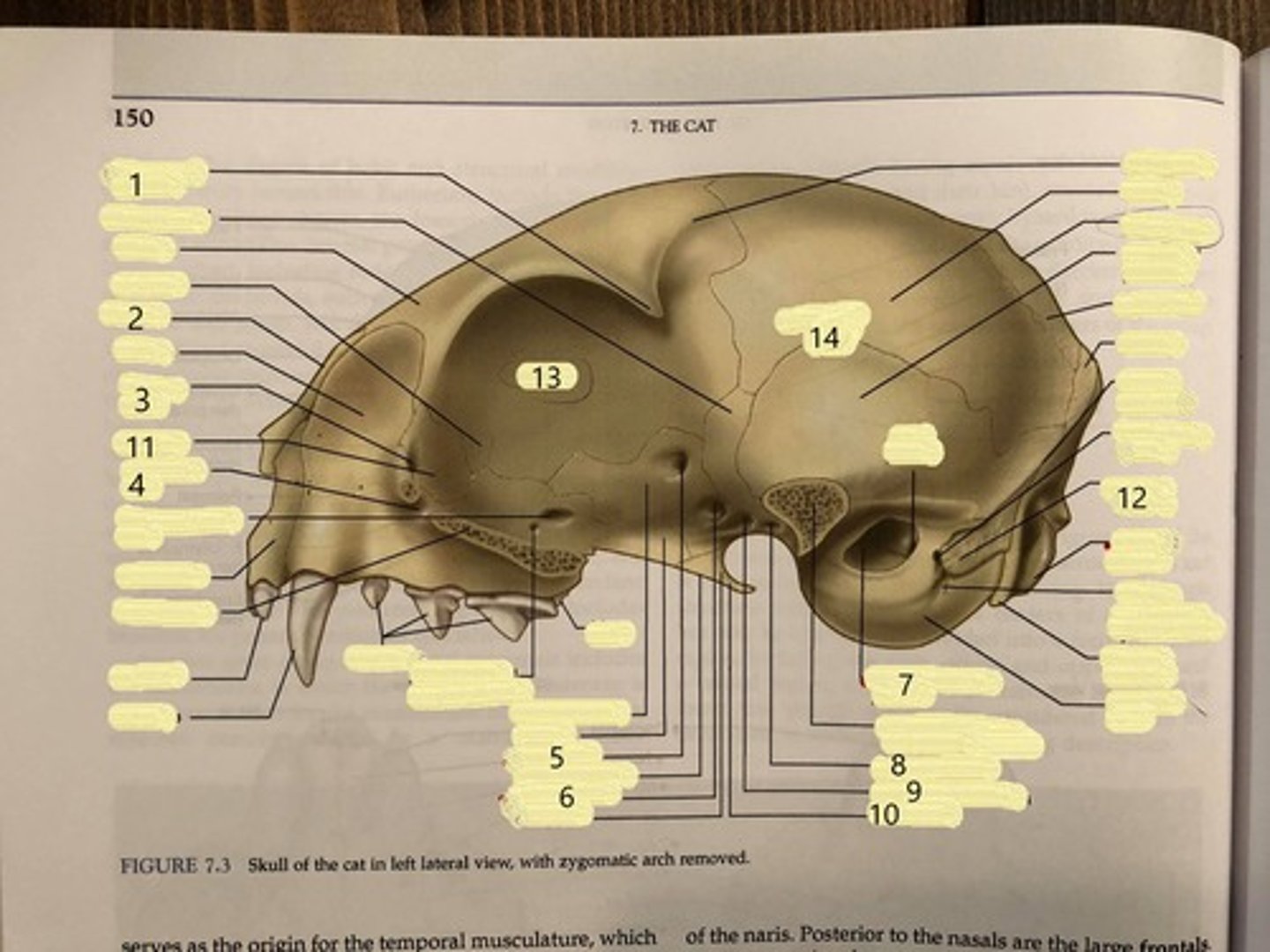 <p>11 (near eye socket)</p>