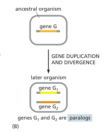 <p>Related genes that have resulted from a <mark data-color="yellow" style="background-color: yellow; color: inherit">gene duplication event</mark> within a single genome—and are likely to have diverged in their function</p>