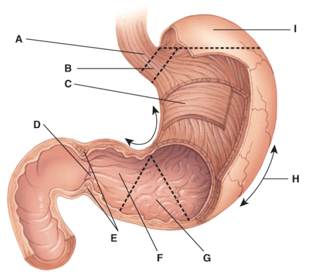 <p>What is the primary function of structure D in the image below?</p>