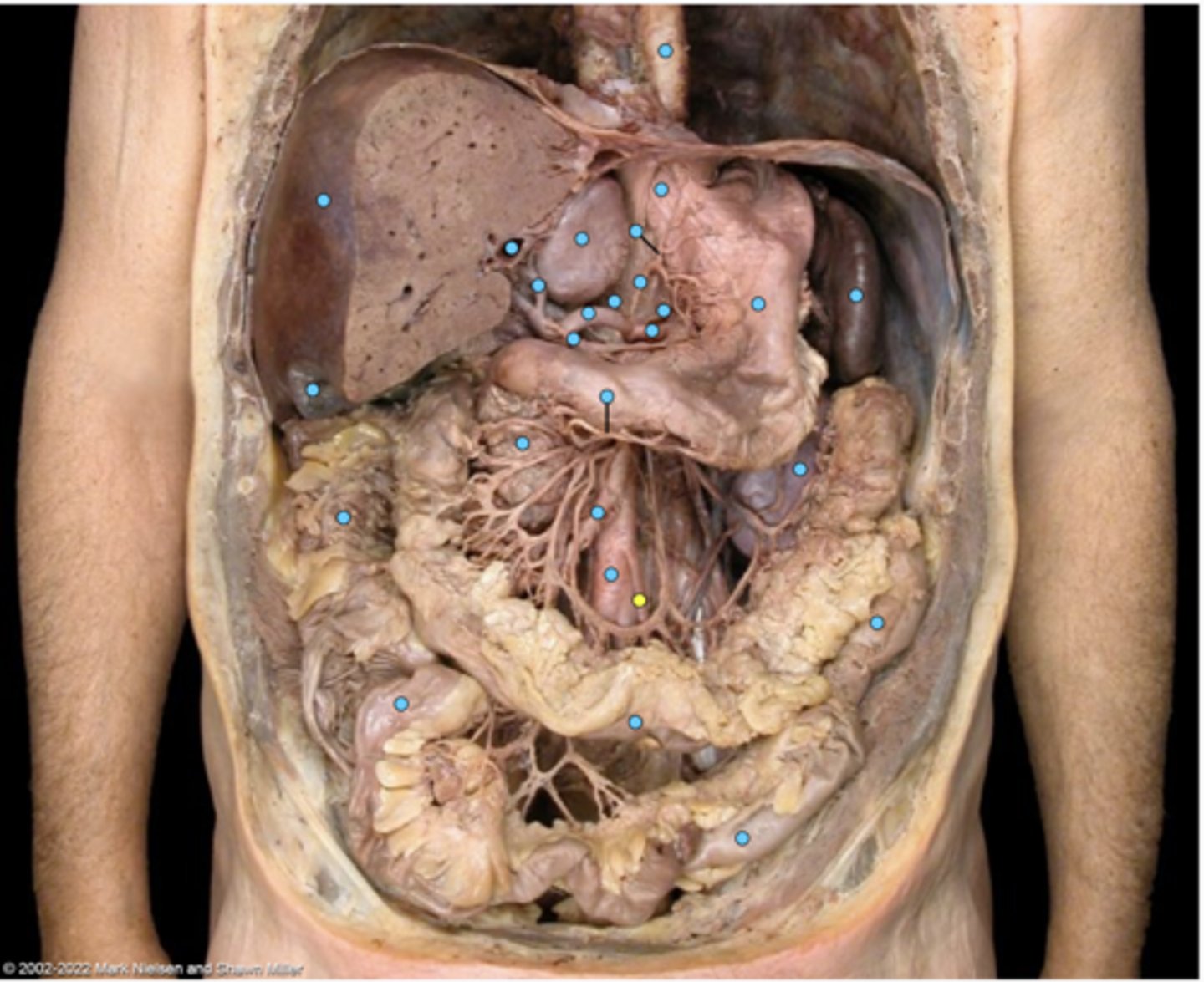knowt flashcard image