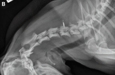 <p>flexed x-ray</p>
