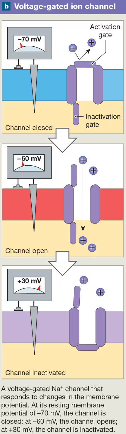 <p>respond to changes in memebrane potential</p><p>found in axon, especially conc @ axon hillock, skeletal &amp; cardial muscle cell membrane</p>