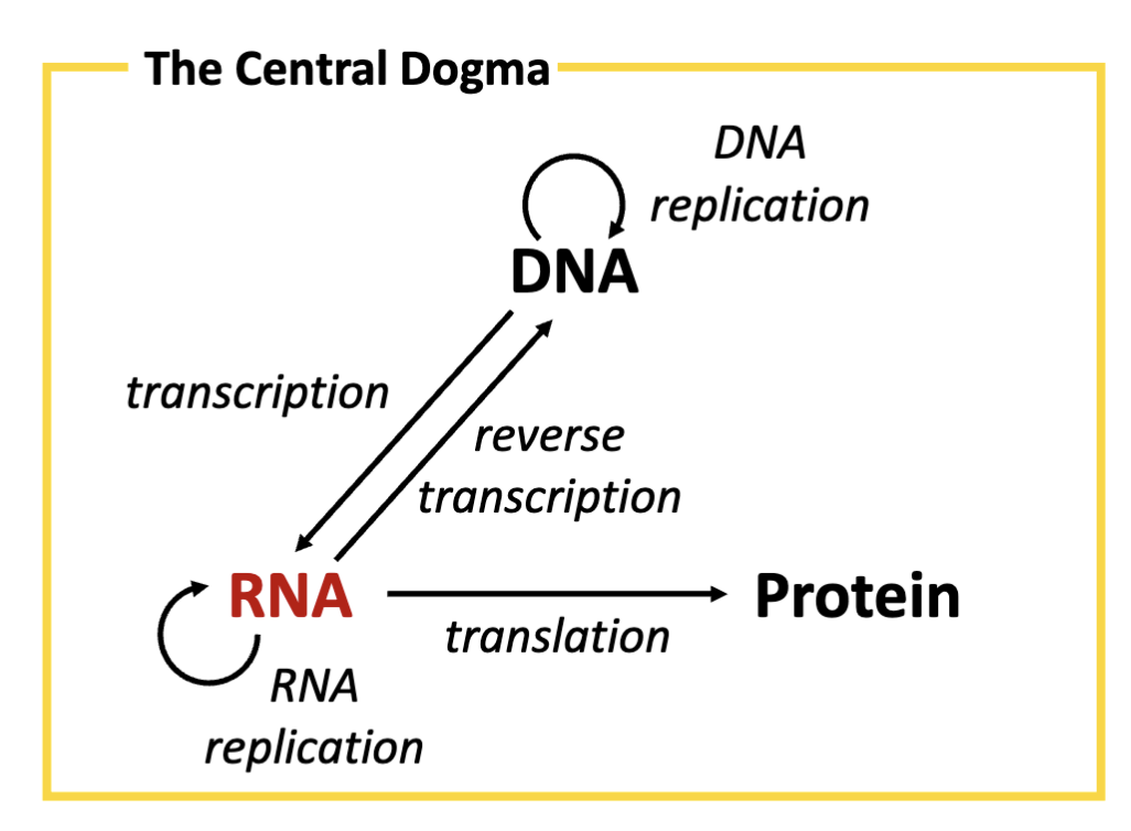 <p><span>Messenger RNA (mRNA) is produced from template DNA by transcription. RNA can also be replicated by an RNA-dependent RNA polymerase</span></p>